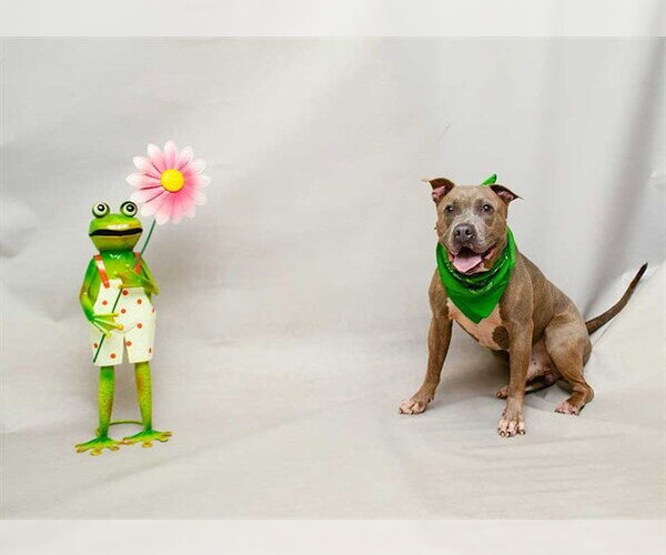 Medium Photo #2 Mutt Puppy For Sale in Sanford, FL, USA