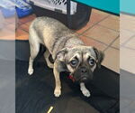 Small #4 Pug Mix