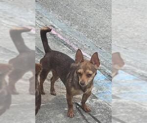 Chihuahua-Unknown Mix Dogs for adoption in San Antonio, TX, USA