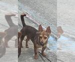Small Chihuahua Mix