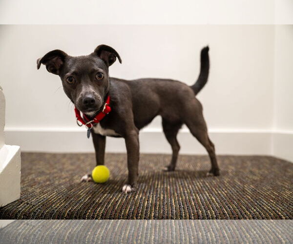 Medium Photo #7 Chiweenie Puppy For Sale in San Francisco, CA, USA