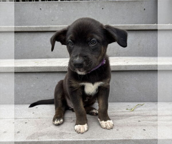 Medium Photo #8 Mutt Puppy For Sale in Fargo, ND, USA