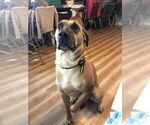 Small Photo #1 Black Mouth Cur Puppy For Sale in AUBURN, NY, USA
