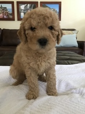 Goldendoodle-Unknown Mix Puppy for sale in LAKE MARY, FL, USA