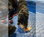 Small #8 Goldendoodle