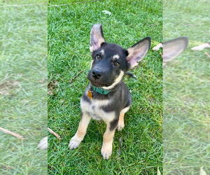 Mutt Dogs for adoption in Minneapolis, MN, USA