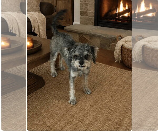 Medium Photo #1 Mutt Puppy For Sale in Menifee, CA, USA