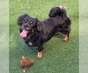 Moana - Female Cavalier King Charles Spaniel-Dachshund Mix Dog for Adoption - Photo #6