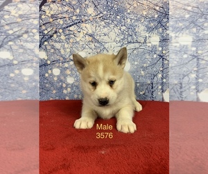 Siberian Husky-Wolf Hybrid Mix Puppy for sale in MONCLOVA, OH, USA