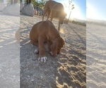 Small Photo #99 Rhodesian Ridgeback Puppy For Sale in MORONGO VALLEY, CA, USA