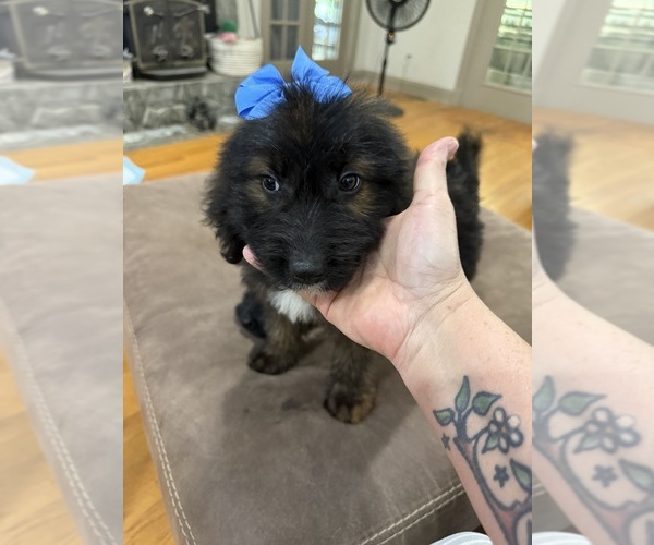 Medium Photo #16 Saint Berdoodle Puppy For Sale in DINWIDDIE, VA, USA