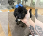 Small Photo #16 Saint Berdoodle Puppy For Sale in DINWIDDIE, VA, USA