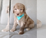Small Photo #4 Poodle (Standard) Puppy For Sale in NEW YORK MILLS, MN, USA