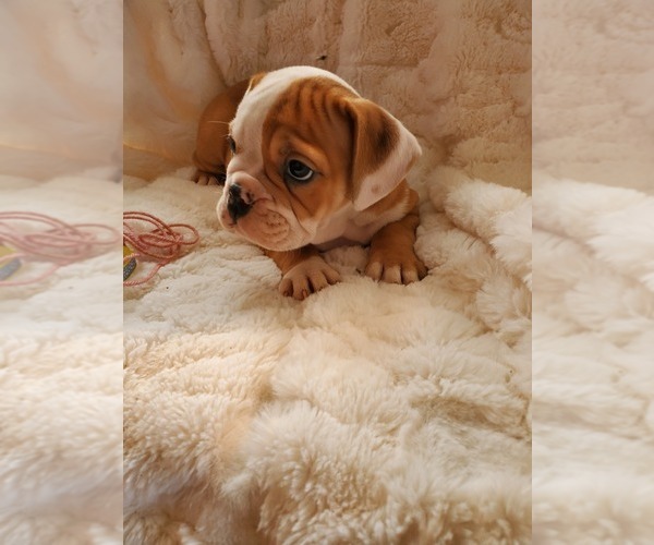 Medium Photo #14 English Bulldog Puppy For Sale in ALBUQUERQUE, NM, USA