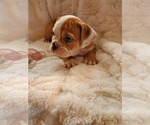 Small Photo #14 English Bulldog Puppy For Sale in ALBUQUERQUE, NM, USA