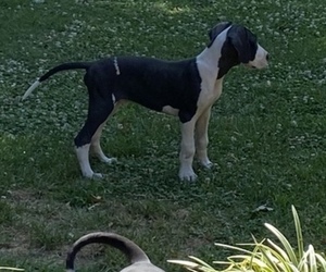 Great Dane Puppy for sale in IDER, AL, USA