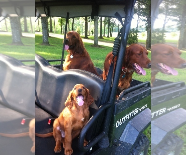 Medium Photo #5 Irish Setter Puppy For Sale in HAMILTON, AL, USA
