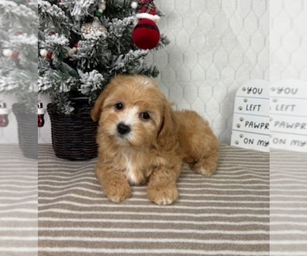 Medium Photo #4 Cavapoo (Miniature) Puppy For Sale in GREENFIELD, IN, USA