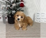 Small #3 Cavapoo (Miniature)