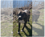 Small Photo #8 Mountain Cur-Plott Hound Mix Puppy For Sale in Rockaway, NJ, USA