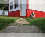 Small Photo #37 Australian Shepherd Puppy For Sale in LEBANON, IN, USA