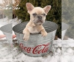 Small #1 French Bulldog