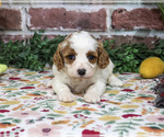 Aurora - Female Cavapoo (Miniature) Puppy for Sale - Photo #2