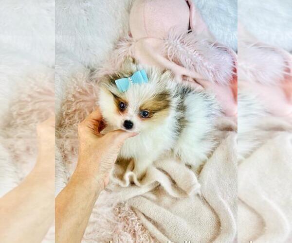 Medium Photo #1 Pomeranian Puppy For Sale in BOSTON, MA, USA