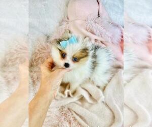 Pomeranian Puppy for sale in BOSTON, MA, USA