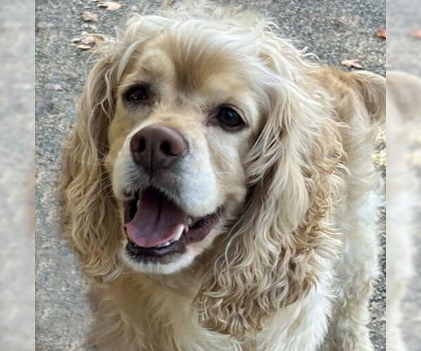 Medium Photo #3 Cocker Spaniel Puppy For Sale in Arlington, VA, USA
