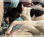 Small #6 Retriever  Mix