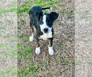 Labrador Retriever-Unknown Mix Dogs for adoption in Rockaway, NJ, USA