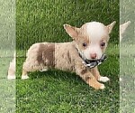 Small #14 Chihuahua