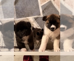 Akita Puppy for sale in CLINTON, MD, USA