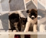 Litter of 3 - Female AkitaLitter of Puppies for Sale - Small photo