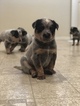 Small Photo #9 Australian Cattle Dog Puppy For Sale in PAHRUMP, NV, USA