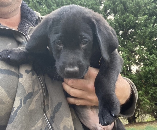 Medium Photo #3 Labrador Retriever Puppy For Sale in MARYVILLE, TN, USA