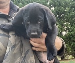 Small Photo #3 Labrador Retriever Puppy For Sale in MARYVILLE, TN, USA