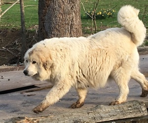 Mother of the Great Pyrenees puppies born on 10/27/2025
