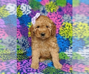 Cock-A-Poo Puppy for sale in KIRKWOOD, PA, USA