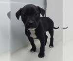 Small #2 Labrador Retriever Mix