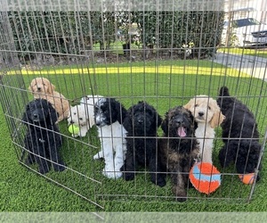 Goldendoodle Litter for sale in LOS ANGELES, CA, USA