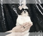 Small Photo #3 Shih Tzu Puppy For Sale in WARSAW, IN, USA