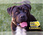 Small #1 Mastiff Mix