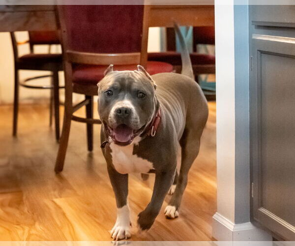 Medium Photo #17 American Pit Bull Terrier-Unknown Mix Puppy For Sale in Princeton, MN, USA