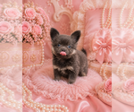 Small #18 Chihuahua