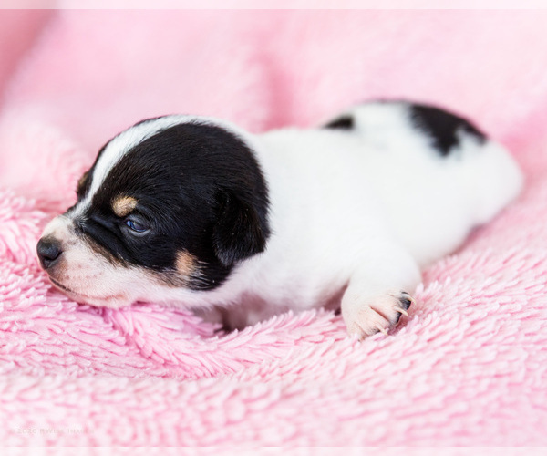 Medium Photo #2 Fox Terrier (Smooth)-Fox Terrier (Toy) Mix Puppy For Sale in WAKARUSA, IN, USA