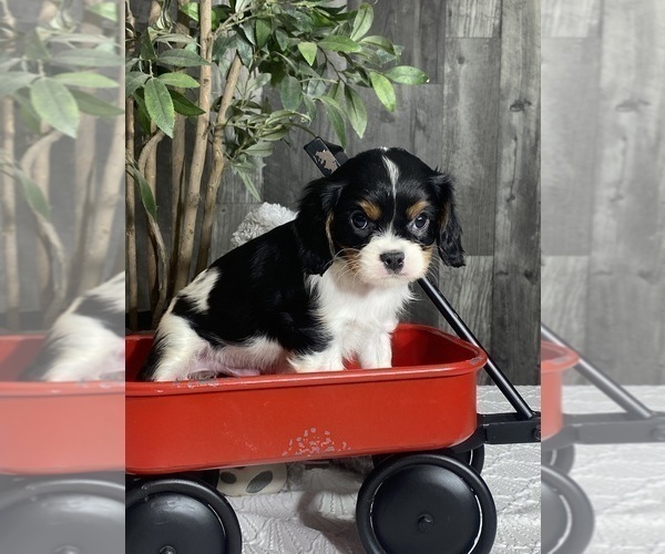 Medium Photo #2 Cavalier King Charles Spaniel Puppy For Sale in CANOGA, NY, USA