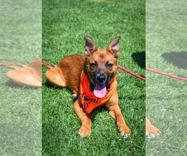 Medium Photo #2 German Shepherd Dog-Unknown Mix Puppy For Sale in Newport Beach, CA, USA