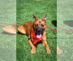 Small #1 German Shepherd Dog Mix
